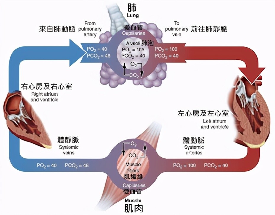 心三聯(lián)與呼三聯(lián)最新版，探索心臟與呼吸領(lǐng)域的創(chuàng)新技術(shù)